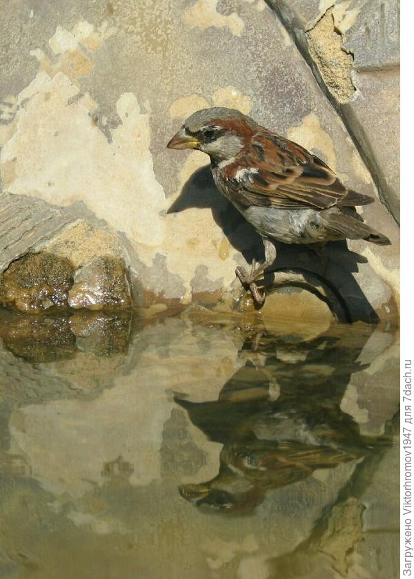 Вот и водичка...