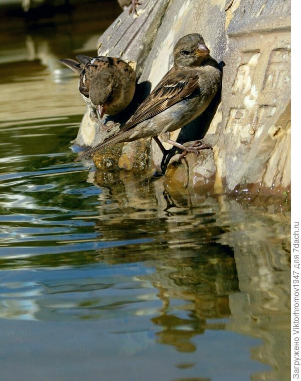 Как же попить...