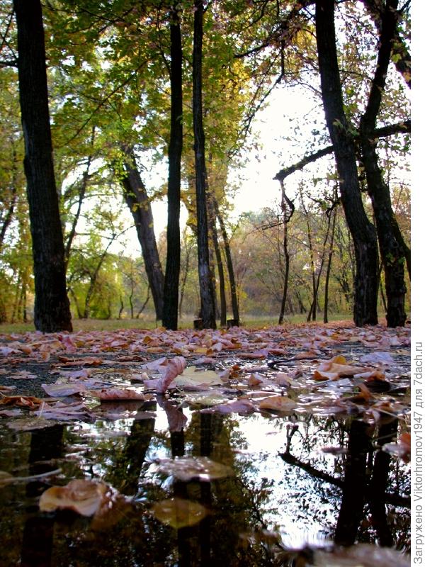 Центральная аллея Рощи