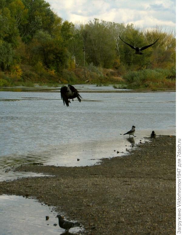 Оказались очень пугливые и почти все разлетелись...