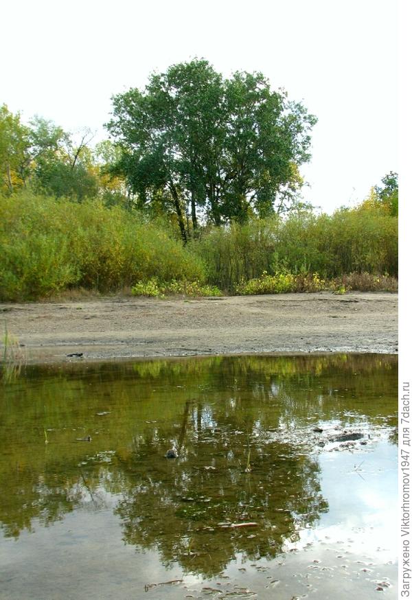 Выяснив причину скопления на этом месте понял. Здесь рыбаки вытаскивали невод и осталось на берегу много пищи для их питания.