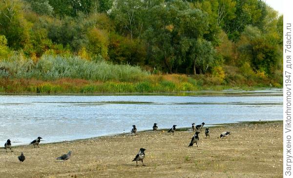 Увидев стаю решил посмотреть...