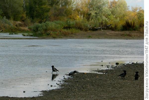 Остались самые смелые и доедали пищу и первый раз увидел как ворона купалась...