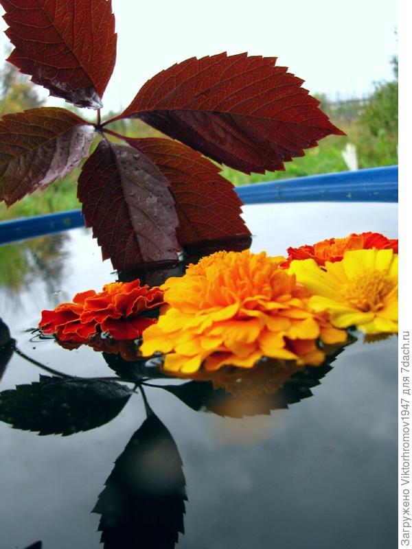 Осенние краски в отражении.