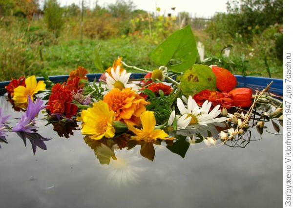 Осенний калейдоскоп цветов...