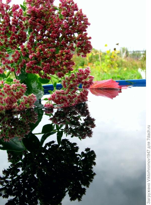 Очиток решил охладииться