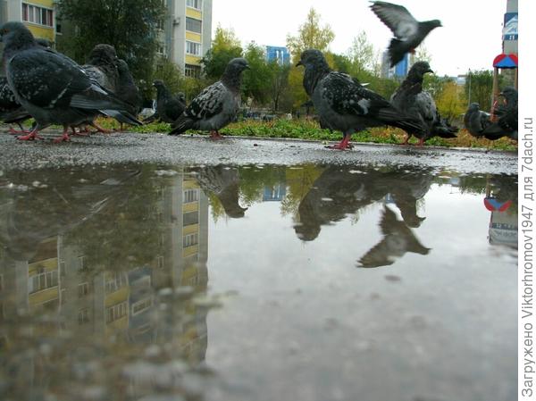 Так им легче перезимовать.