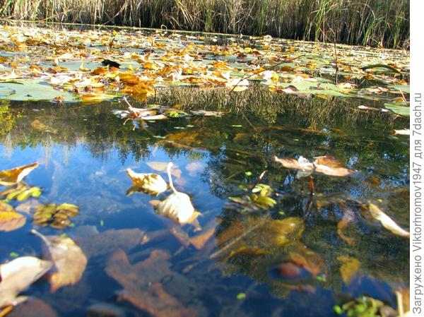 Осень украсила всё вокруг...