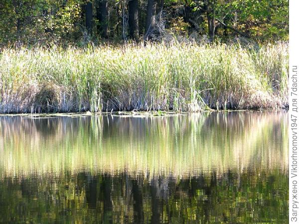 Седой камыш стоит стеной...