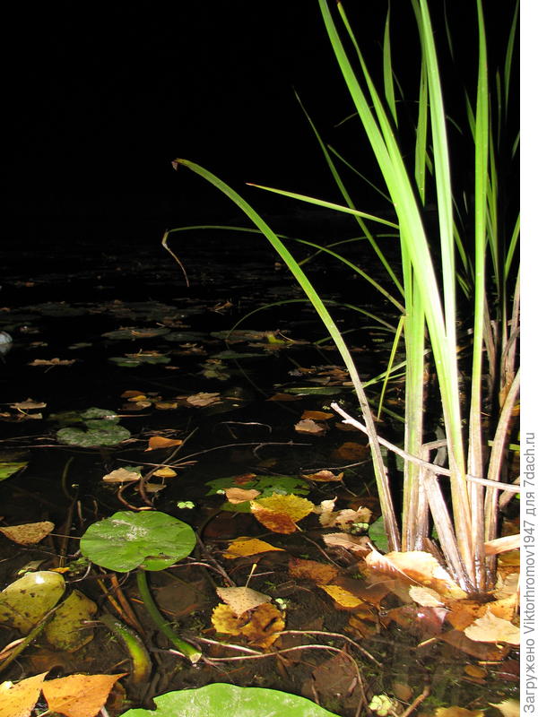 Ночи тёмные...