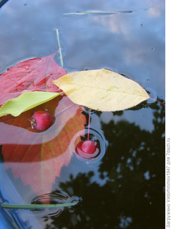 Даже осенние лужицы преукрасились.