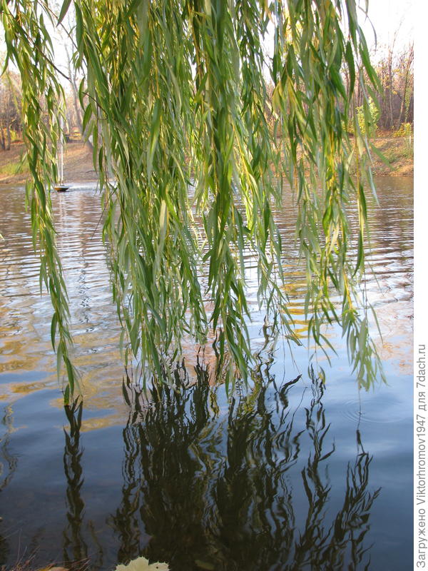 Умываюсь по утрам и вечерам...