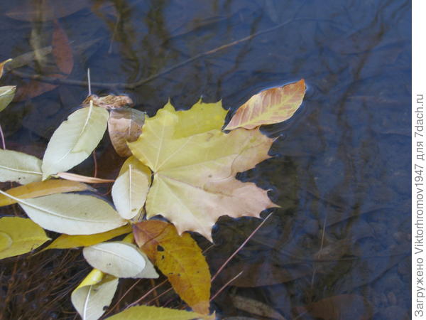 Осень и воду решила листиками украсить...
