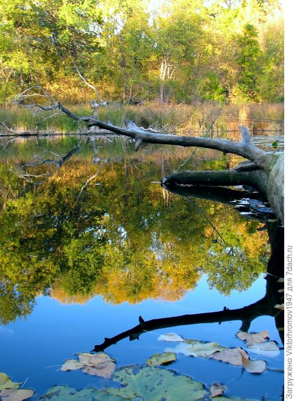 Под этой коряжиной хорошие сазаны живут.