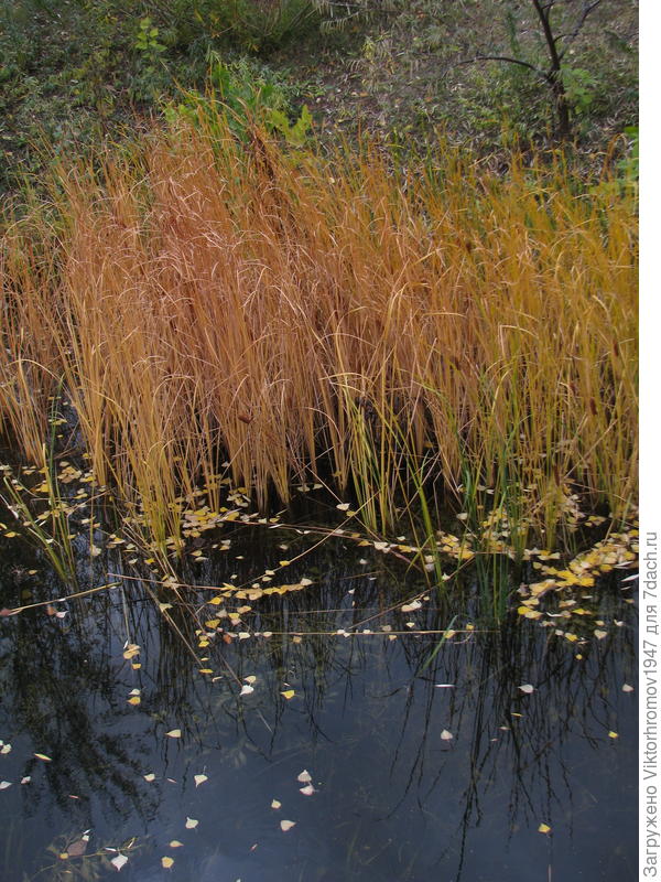 Ярко выделяется осенний камыш и очень красив!