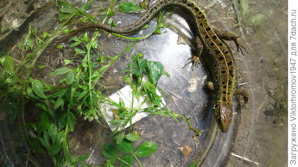 первое своё  отражение увидела ящерка.