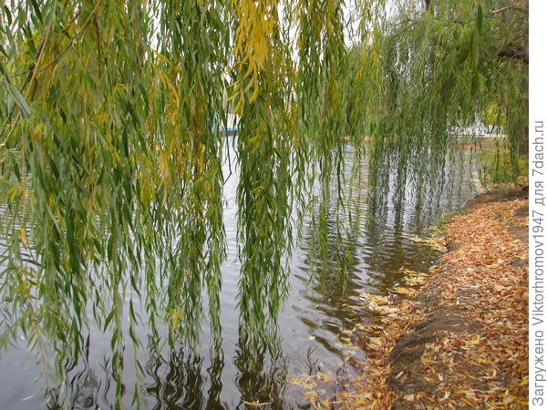 лето спряталось от осени занавесом из веток красавицы Ивы