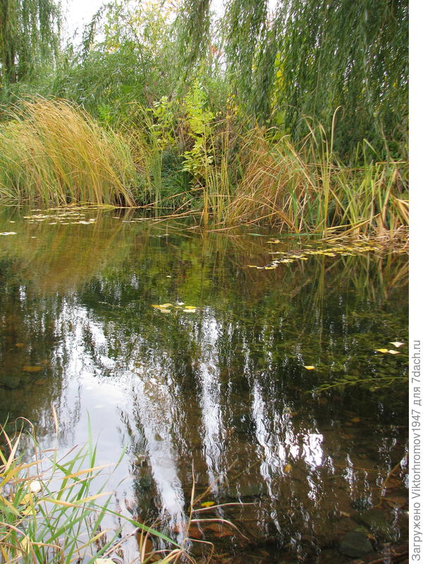 Лесное озеро окрашивается в цвет ОСЕНИ...