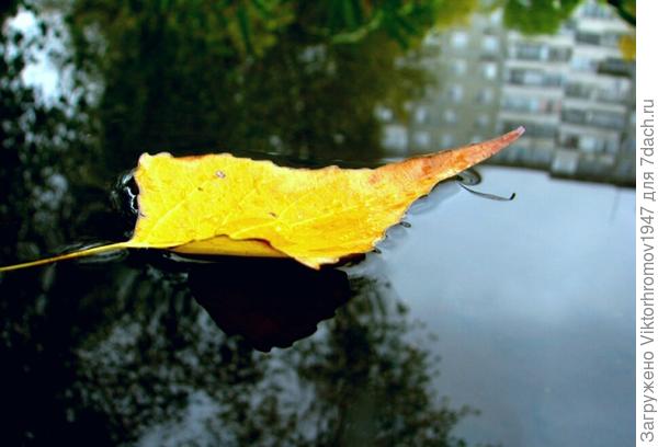 В луже поместились рядом -листик и многоэтажный дом.