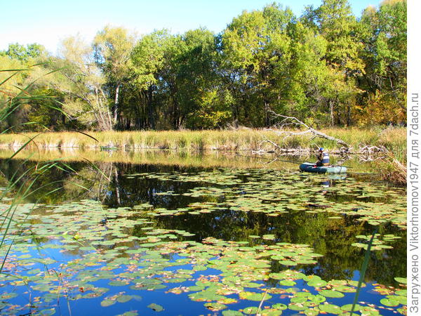 Осень...Даже водяные растения начинают принимать цвет Осени