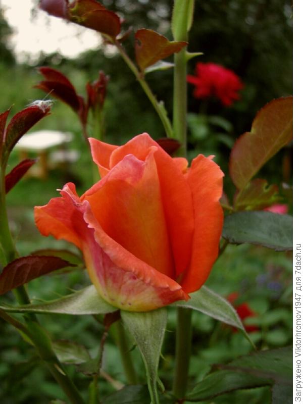 Удачи, Здоровья!!!