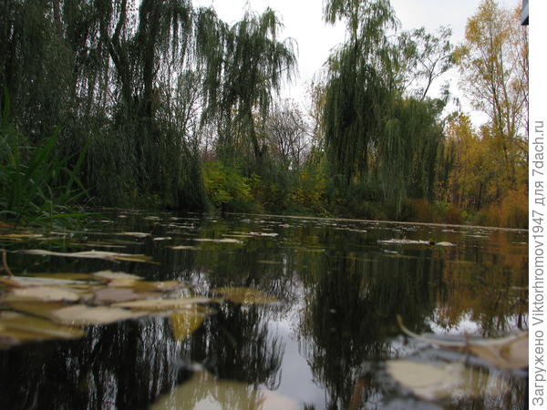 Сказочный вечер на пруду. Октябрь 2018г.