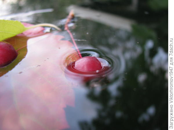 Держись! Соломинка держись...