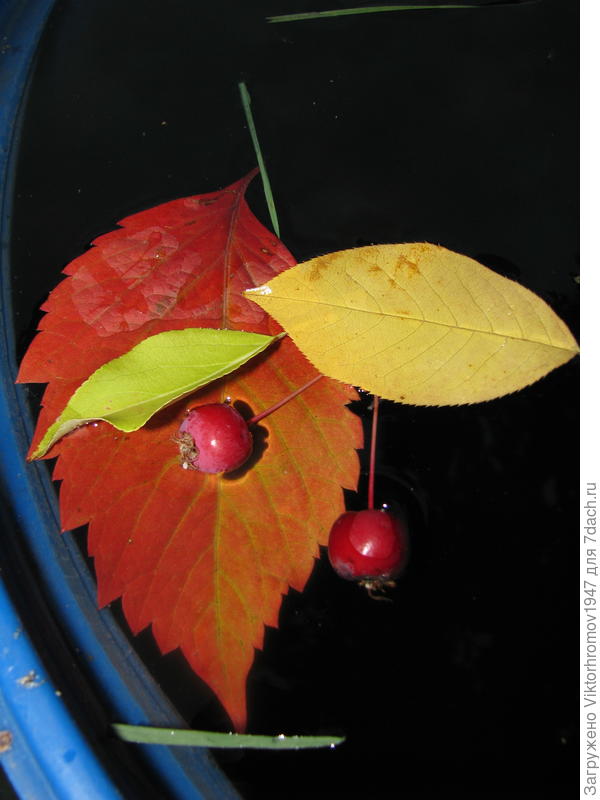 Осенняя ночь...