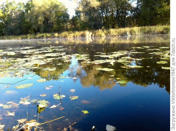 Октябрьский обильный листопад.