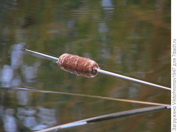 Рогоз после урагана. Октябрь.