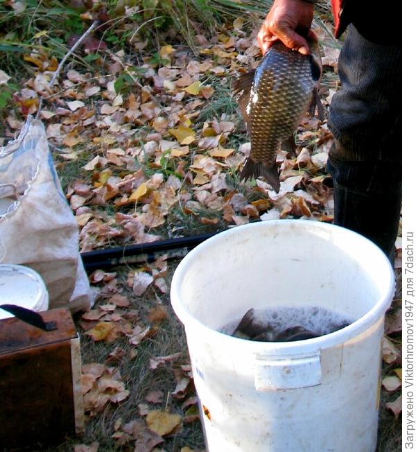 Мерный Карась. Мы довольны!