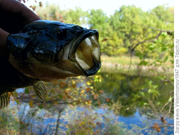 Клевал Ротан больше ладошки и...