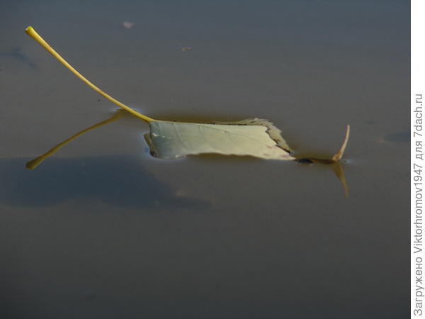 Осенний вестник