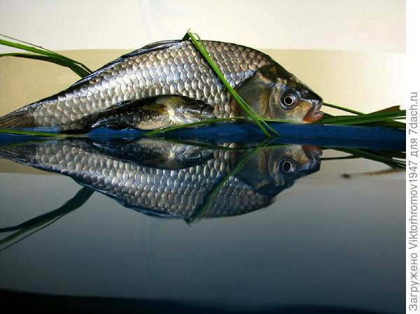 Клюют Караси...