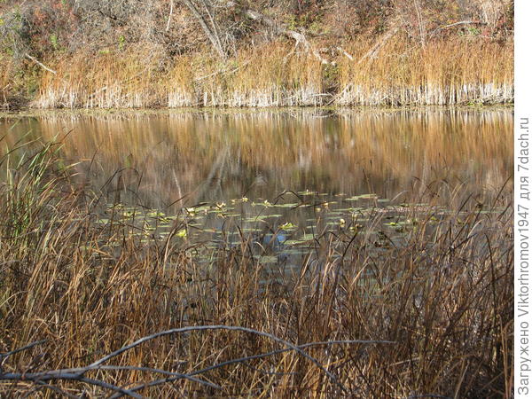 И водоёмы приняли Осень как она есть!