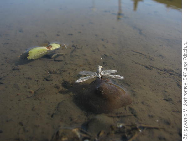 Спасительный ОСТРОВОК!...Но...Поможет ли?