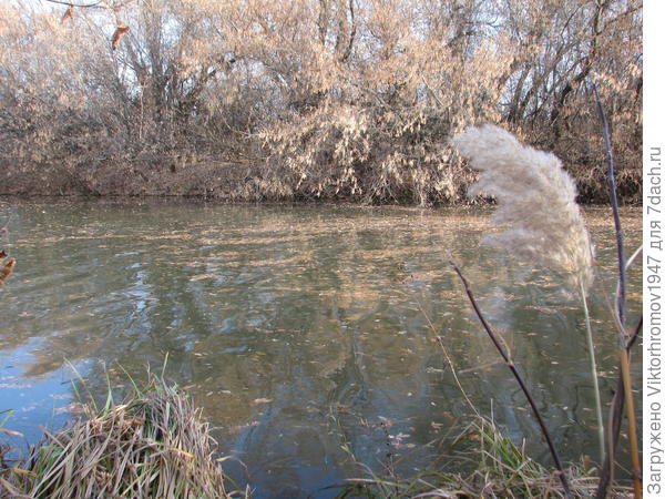 Сейчас по поверхности плывёт много листвы из лесопосадок.