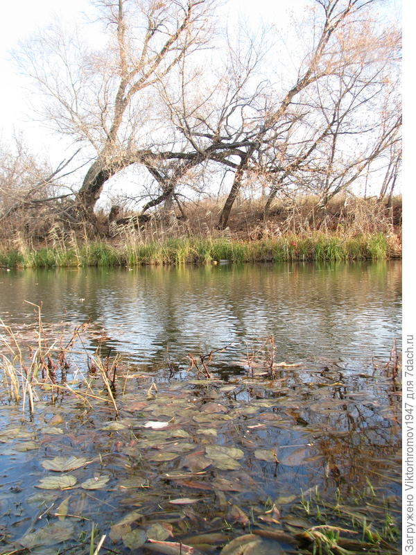 Но вода чистая родниковая...