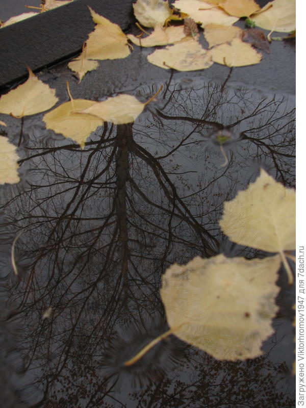 Красиво выглядывает дерево из под листьев...