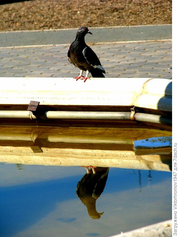 Красуется! Не знает, что я её отражение фотографирую...