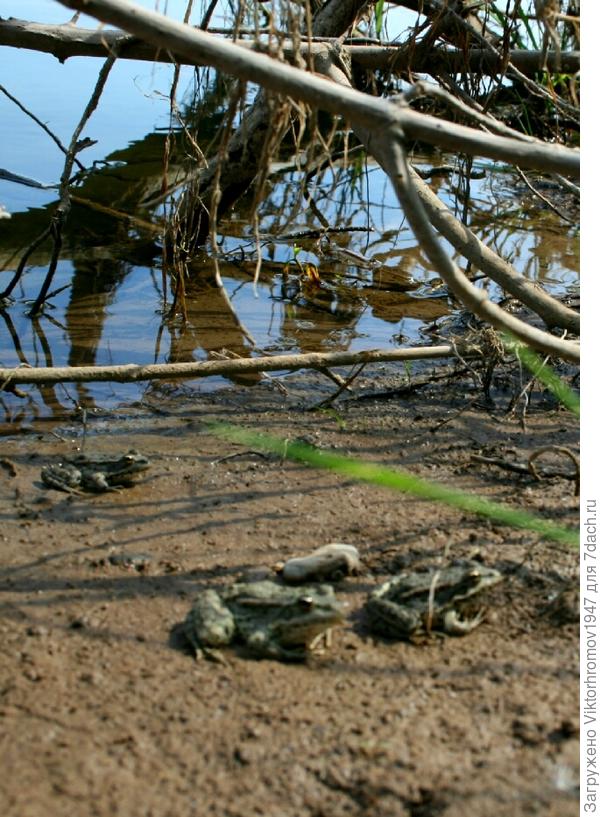 Найти укромное место под корнями дерева и листвы для зимовки.