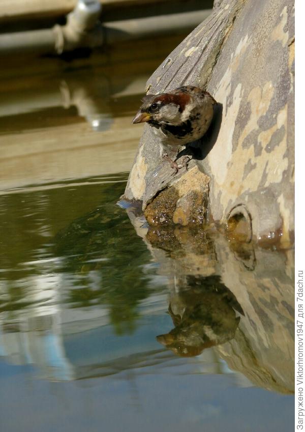 А как достать попить?...