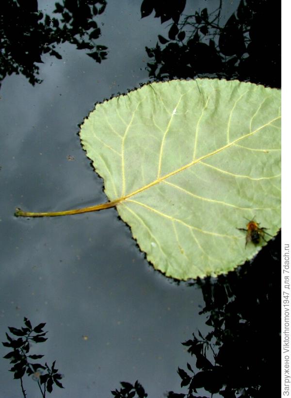 Последний оплот...