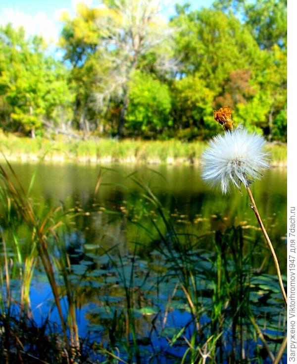 В подарок женщинам на Бабье лето!