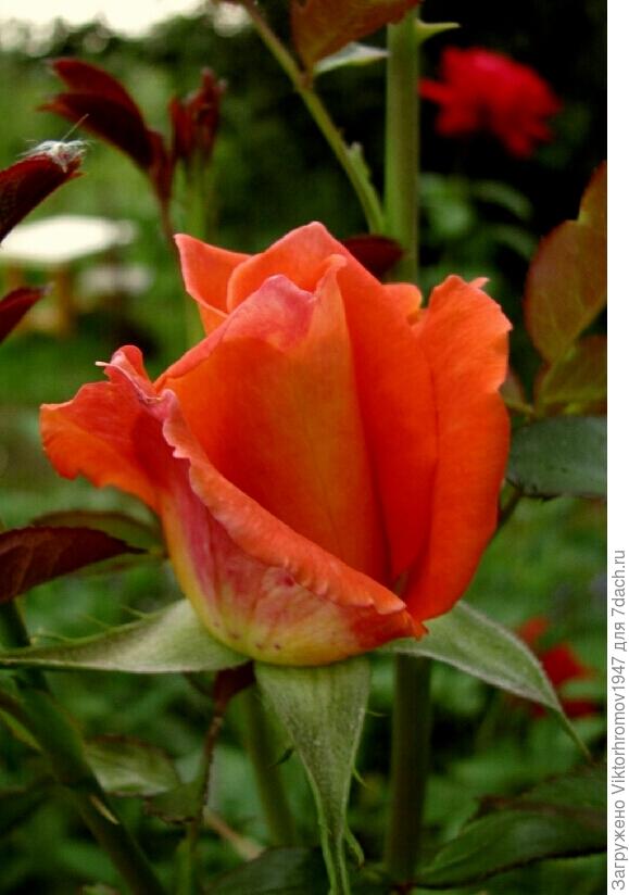 У природы нет плохой погоды!