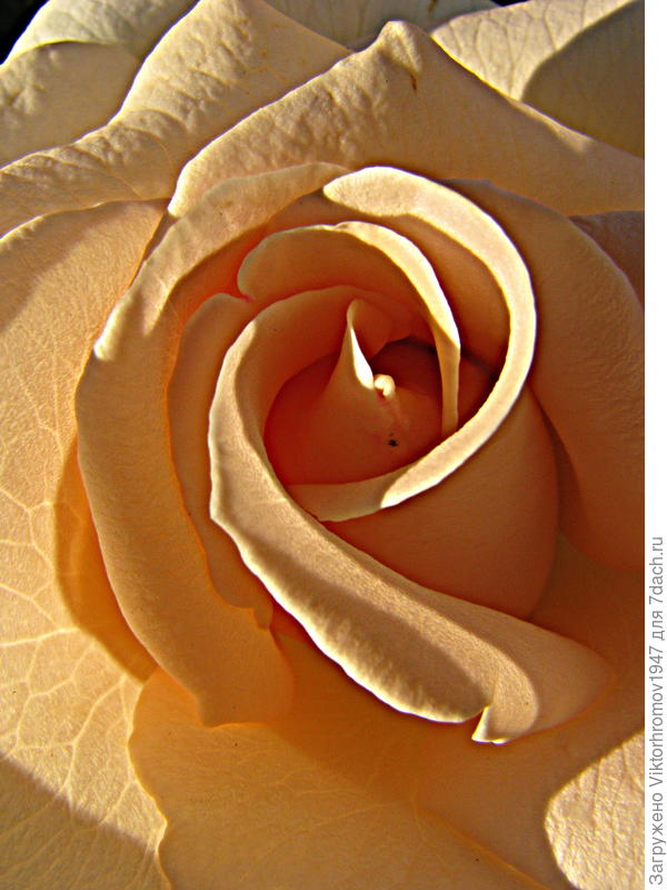 Вам тоже Крем Брюле!