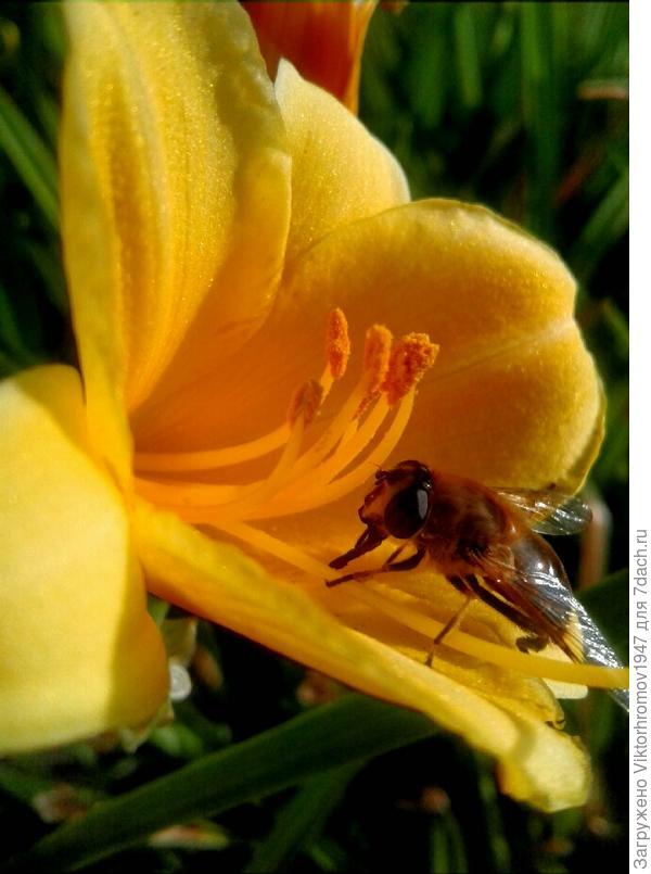 Вы у нас, как эта, Добрая и Миролюбивая Пчёлка! Создающая и Приносящая радость жизни в свои семьи, а значит и Всем людям! Спасибо Вам!!!  Здоровья, Любви и Счастья!