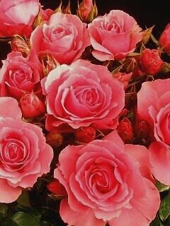 Желаю Счастья!