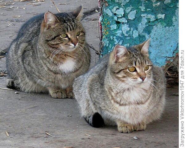 ...И хозяева уже спать легли!