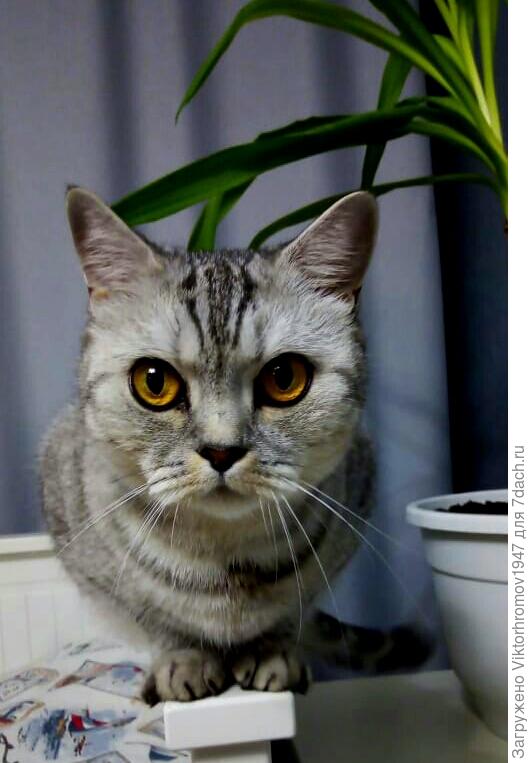 Василёк смотри Чё вытворяет.